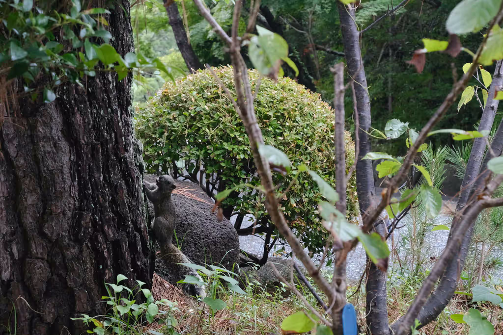 Kanagawa Private Tour - Can you find the squirrel in this picture?