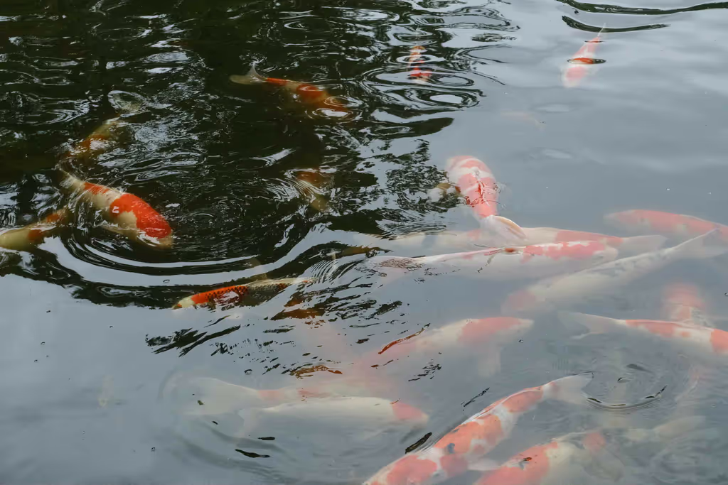 Kanagawa Private Tour - Koi swimming in beautiful spring water.