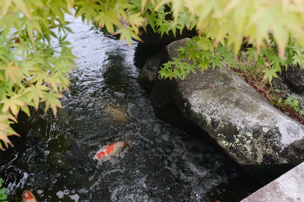Kanagawa Private Tour - Maple leaves and Koi.