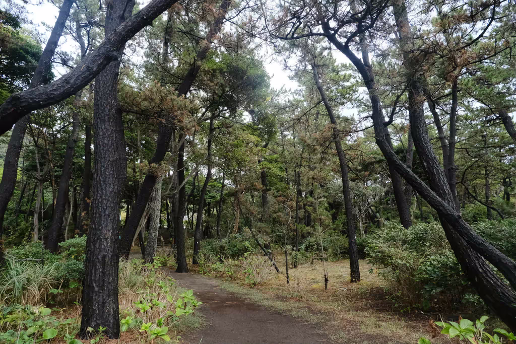 Kanagawa Private Tour - Beautiful pine grove.