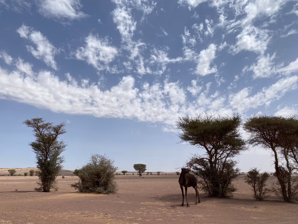 Marrakech Private Tour - tafraout sahara desert