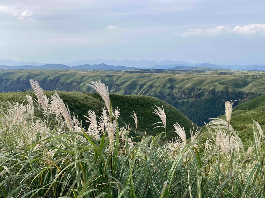 Fukuoka Private Tour - Silver grass at Daikanbō