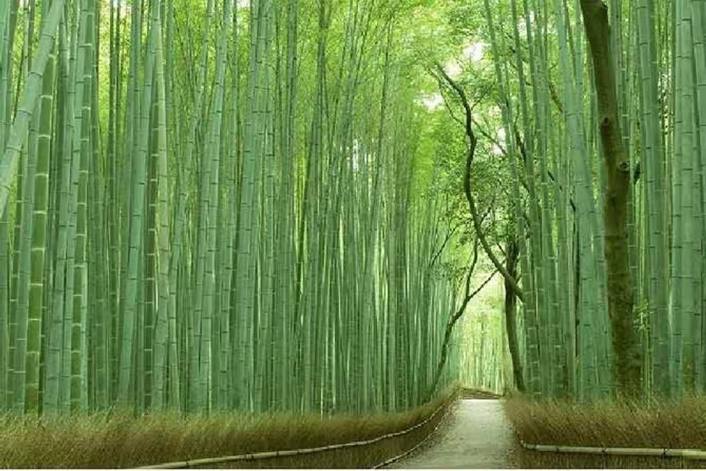 Kyoto Private Tour - 