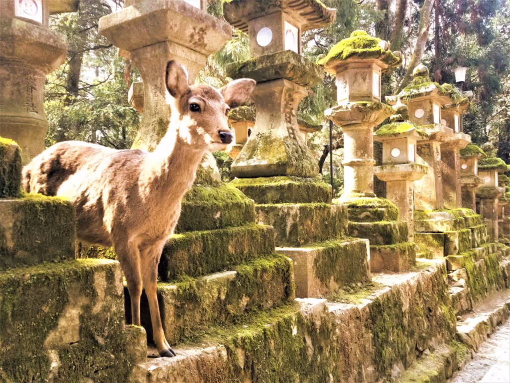 Nara Private Tour - 