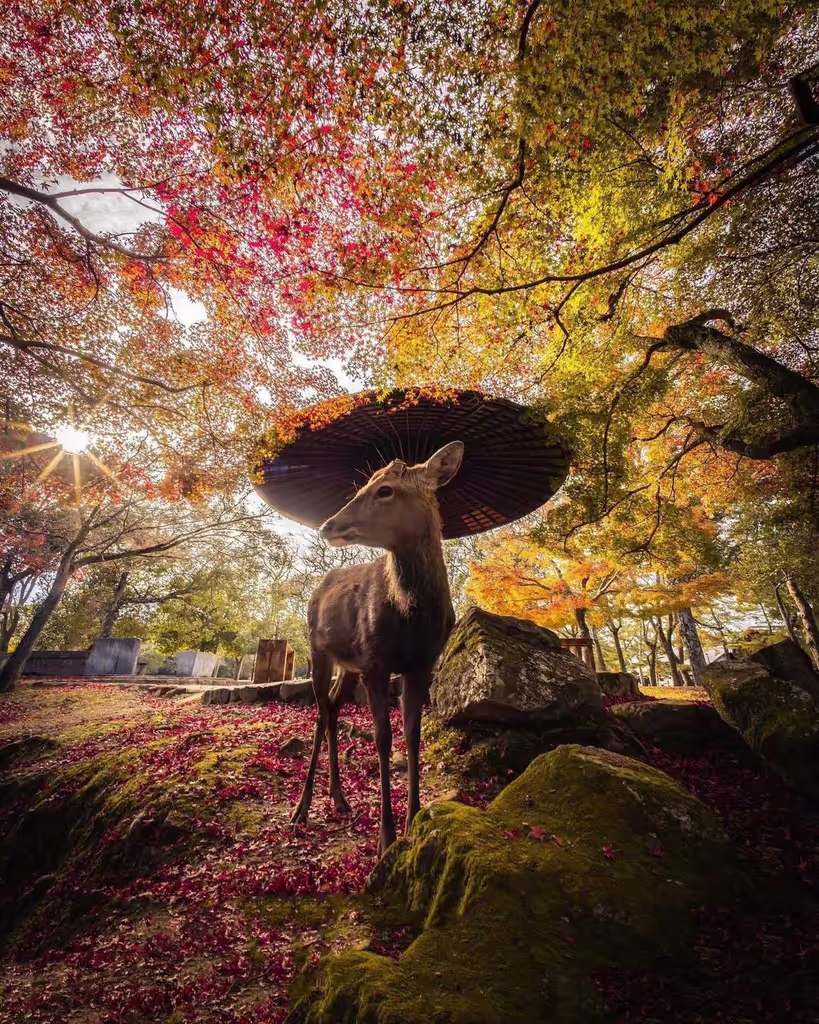Nara Private Tour - 