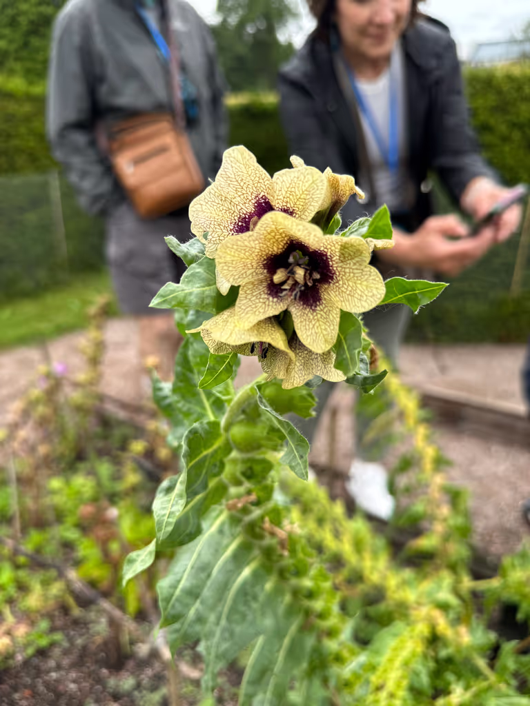 Stockholm Private Tour - Linneus garden