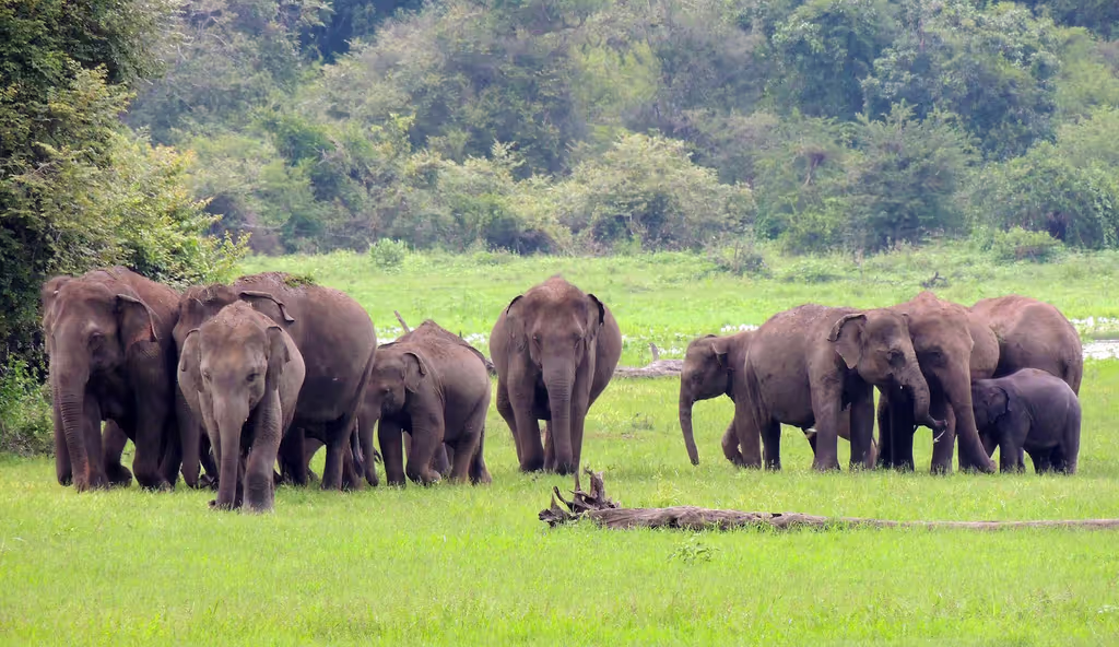 Colombo Private Tour - 