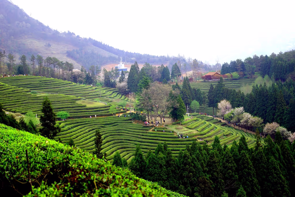 Gwangju Private Tour - Boseong Green Tea Fields