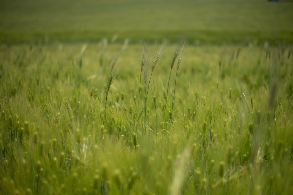 Gwangju Private Tour - Gochang Green Barley Field