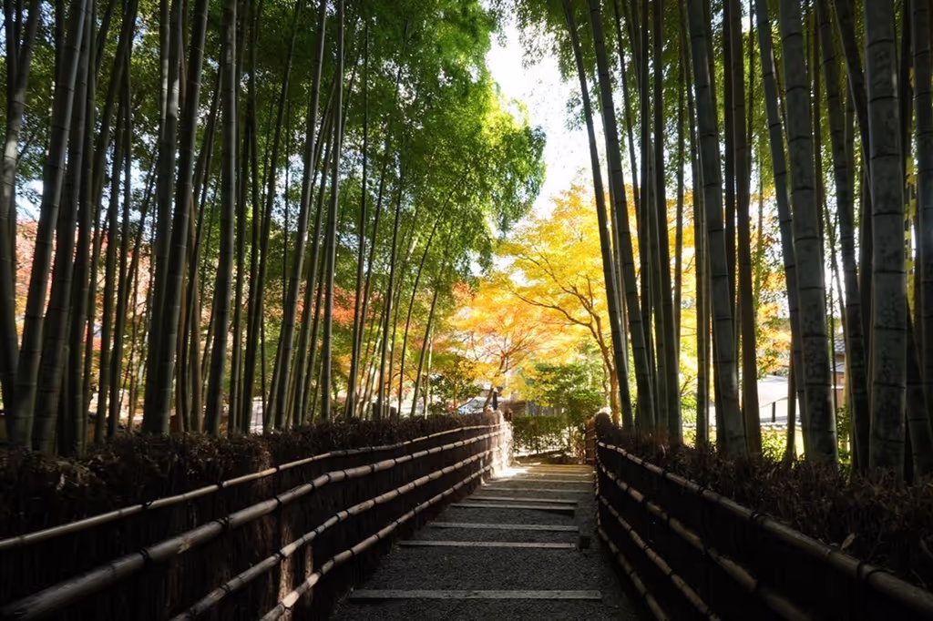 Osaka Private Tour - Another bamboo forest