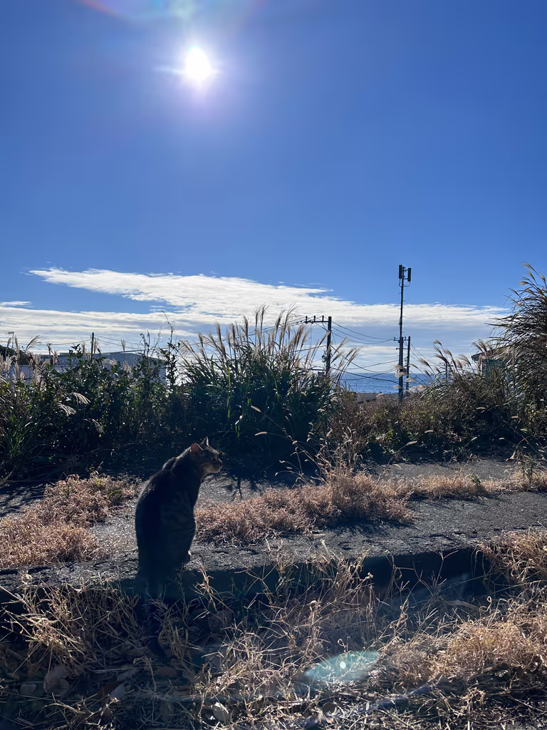 Kanagawa Private Tour - Island Cat