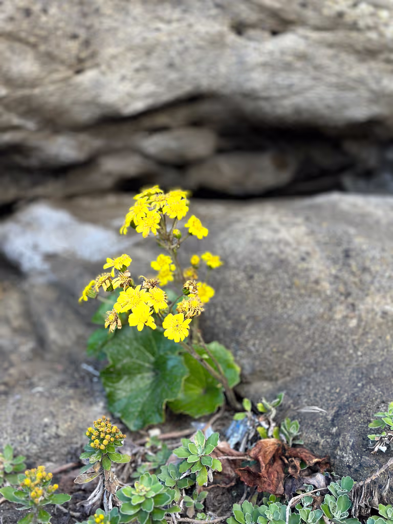 Kanagawa Private Tour - Spring