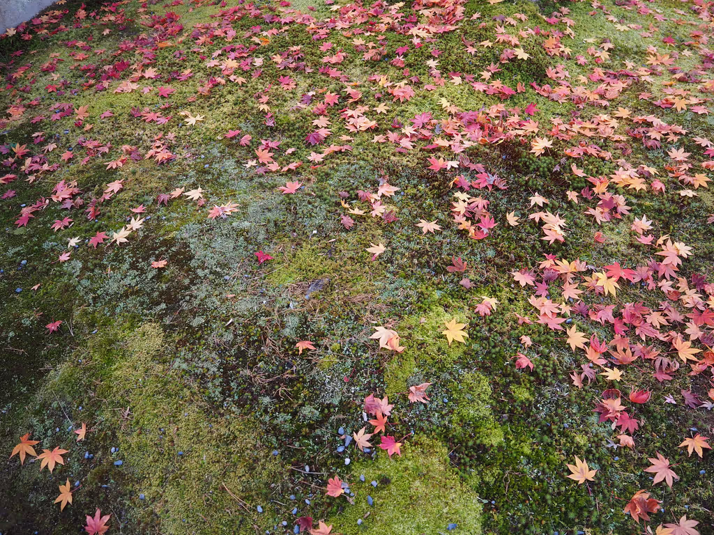 Osaka Private Tour - Maple Leaves