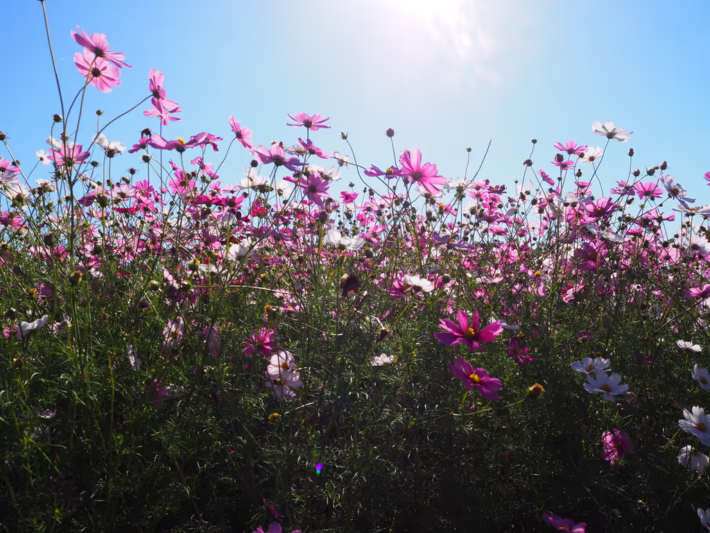 Osaka Private Tour - Cosmos Flowers