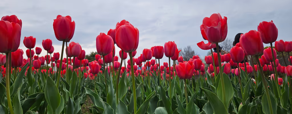 Osaka Private Tour - Tulips
