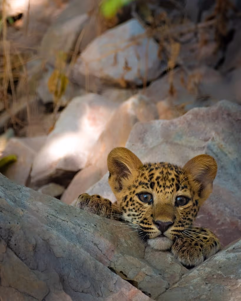 Jaipur Private Tour - Cub of Leopard