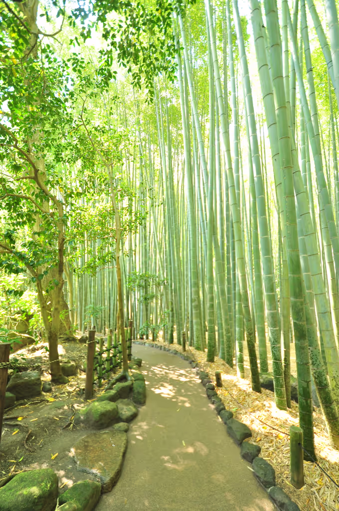 Kamakura Private Tour - Bambuswald