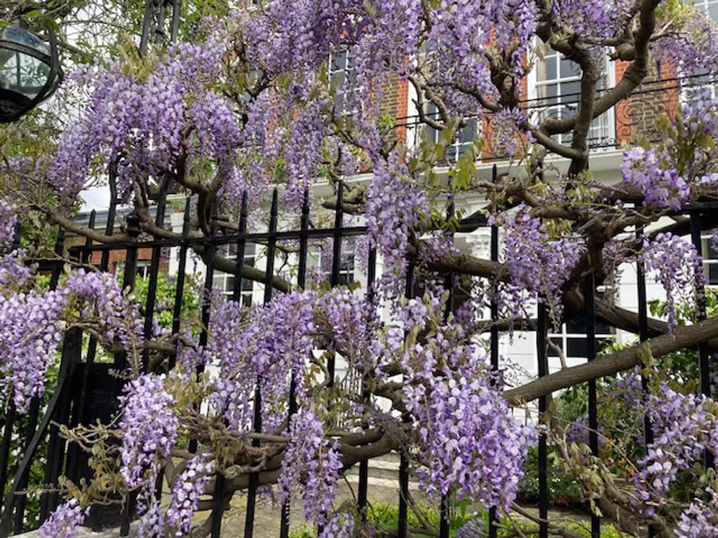 London Private Tour - Chelsea in spring!