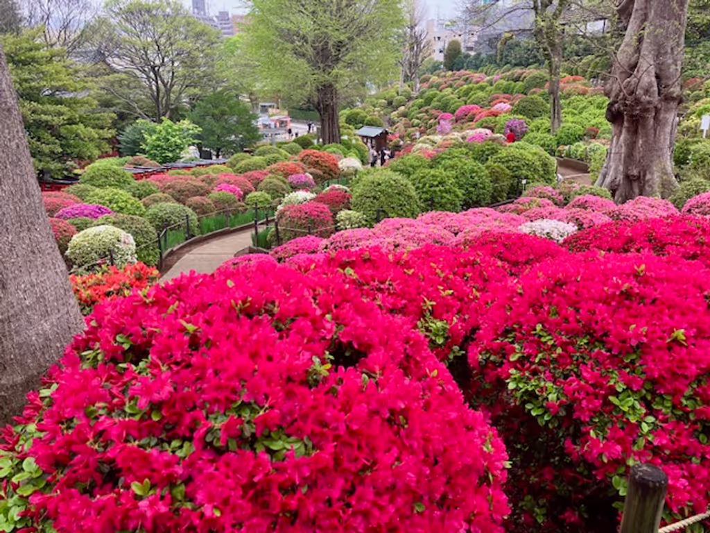 Tokyo Private Tour - Nezu Shrines Azalea Bloom