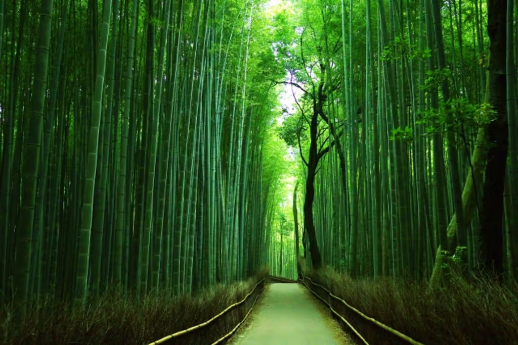 Kyoto Private Tour - Breathtaking bamboo forest