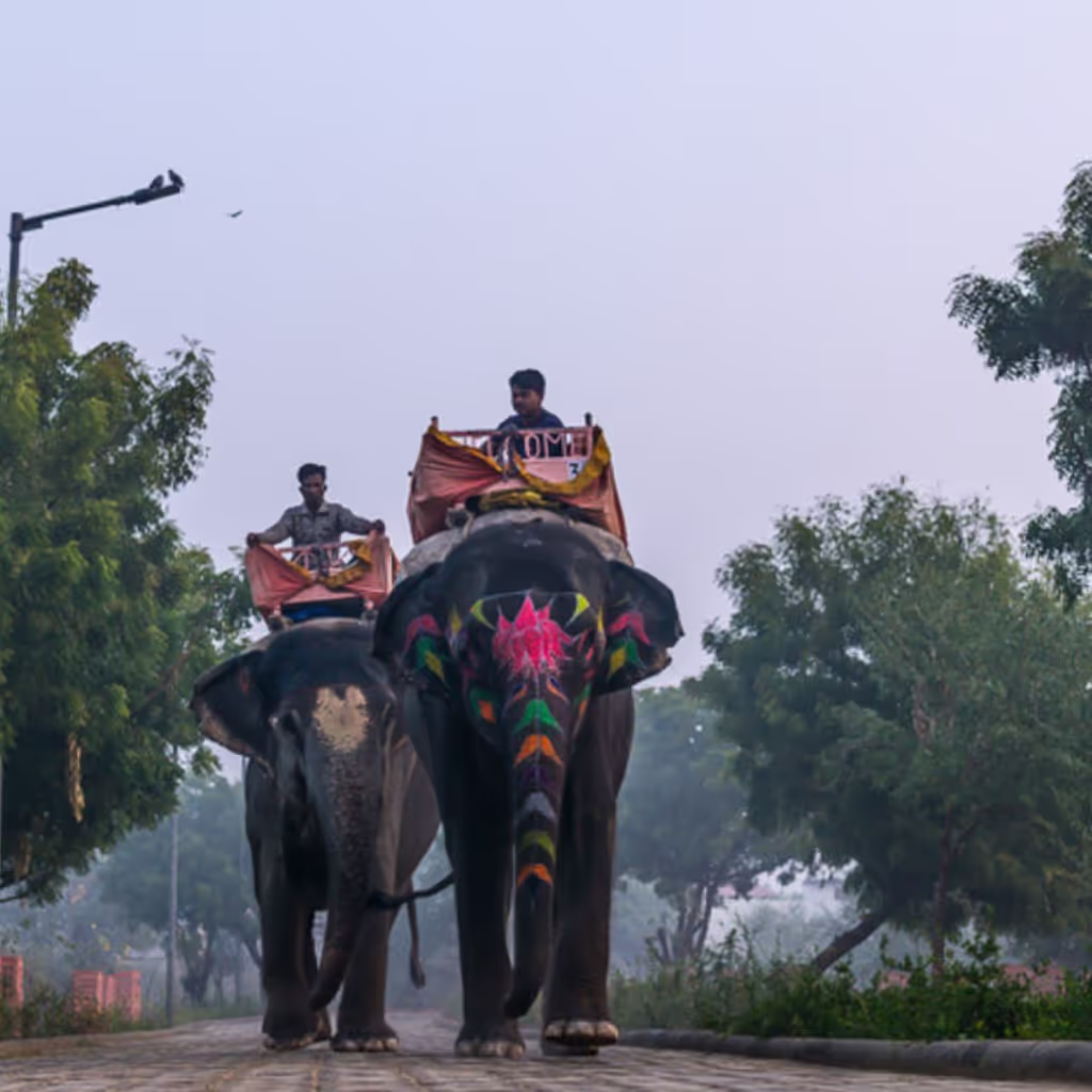 Jaipur Private Tour - elephant village