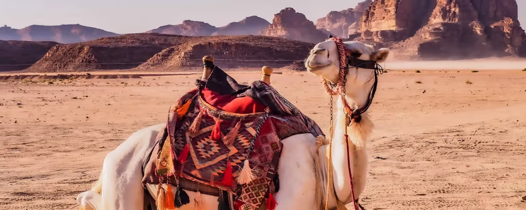 Aqaba Private Tour - 
