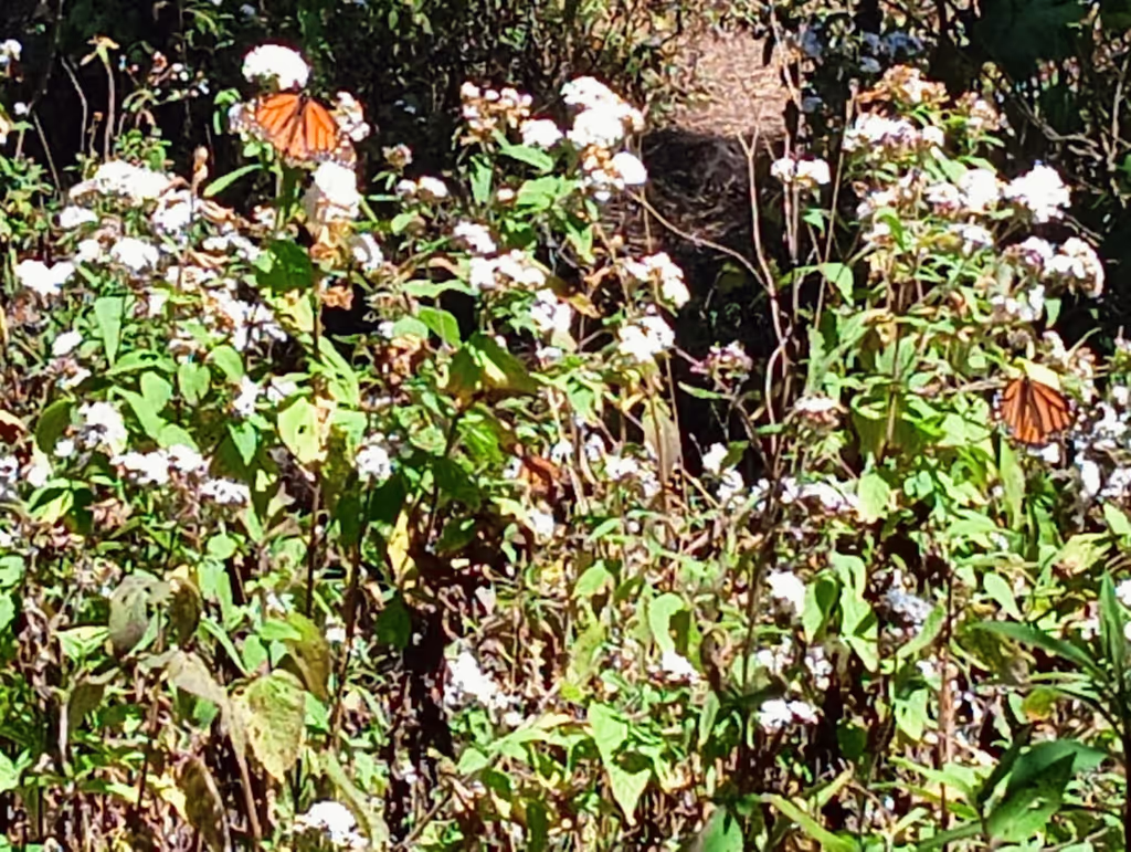 Mexico City Private Tour - Monarch Butterflys Sierra Chincua