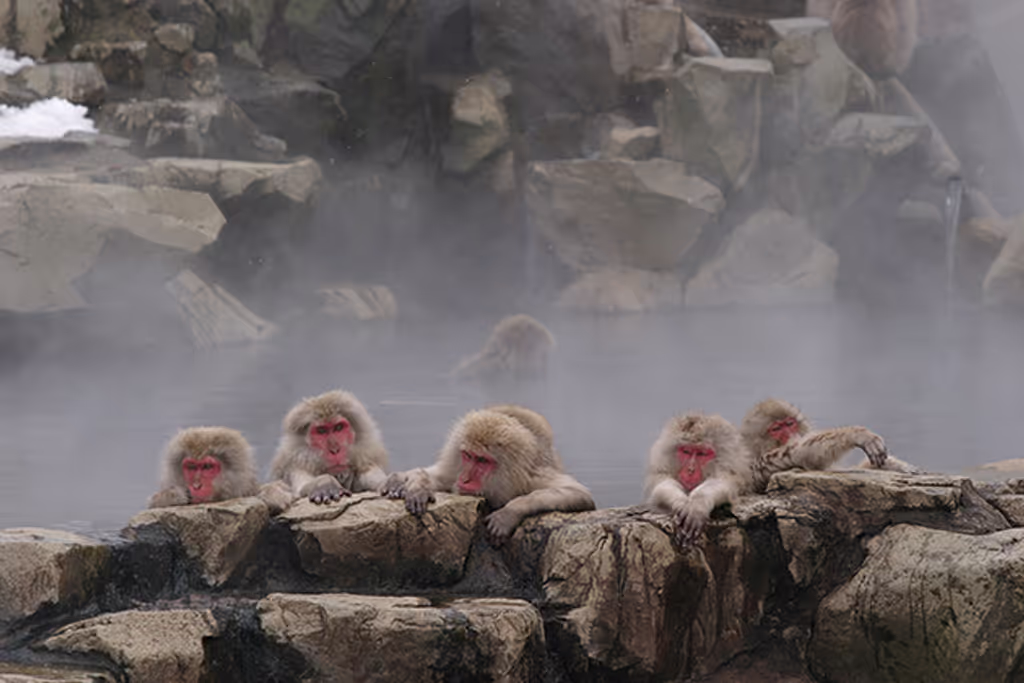 Nagano Private Tour - Monkeys Bathing