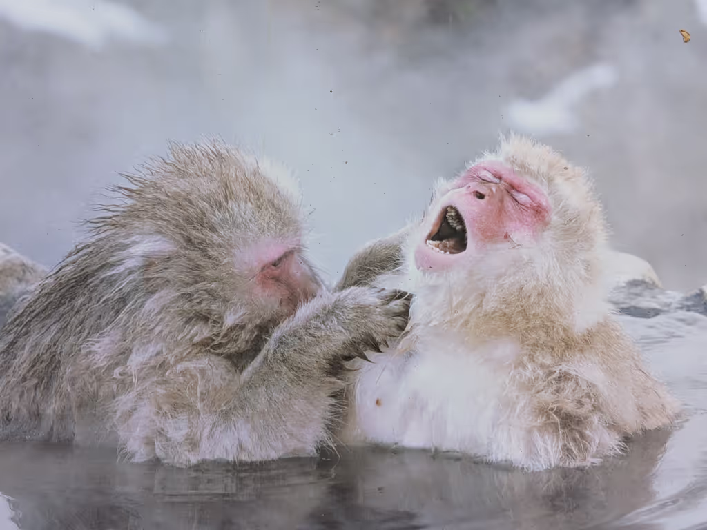 Nagano Private Tour - Snow Monkeys