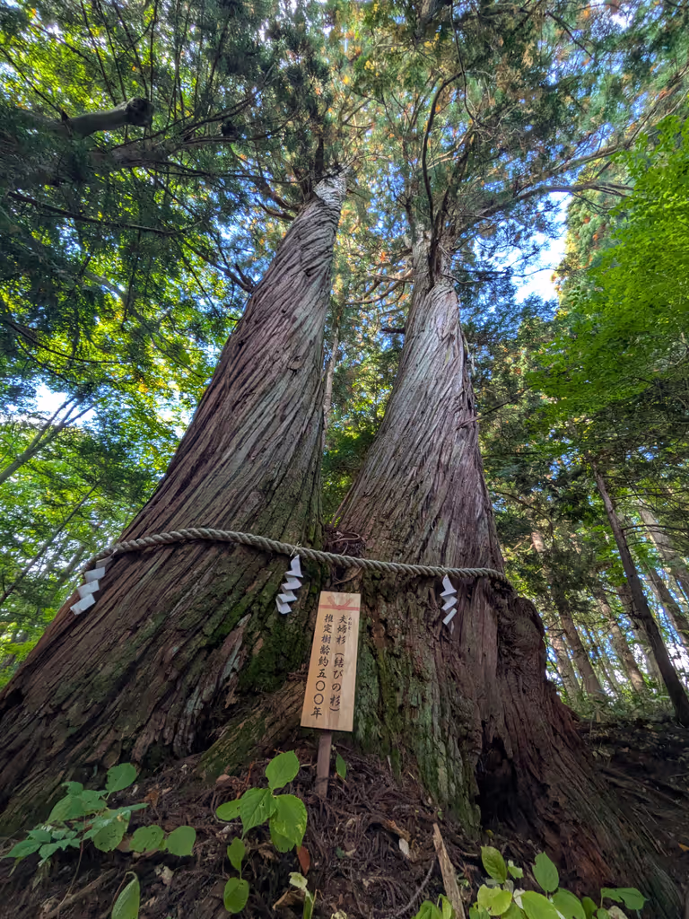 Nagano Private Tour - Big cedar tree