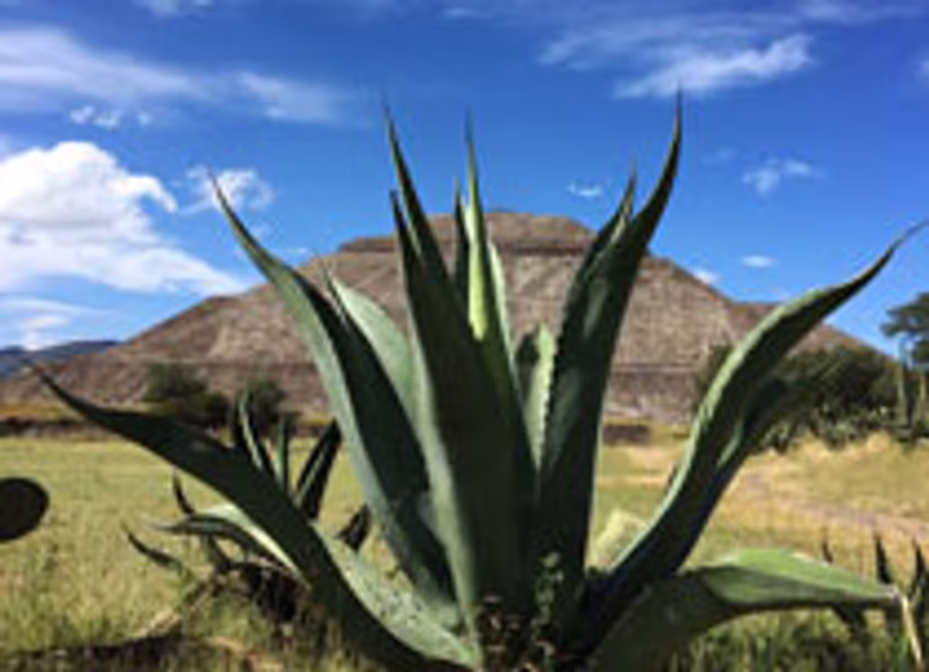 Mexico City Private Tour - 