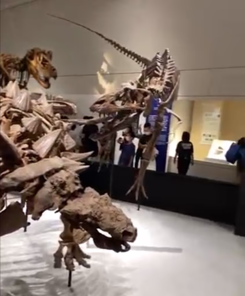 Osaka Private Tour - Osaka natural History museum