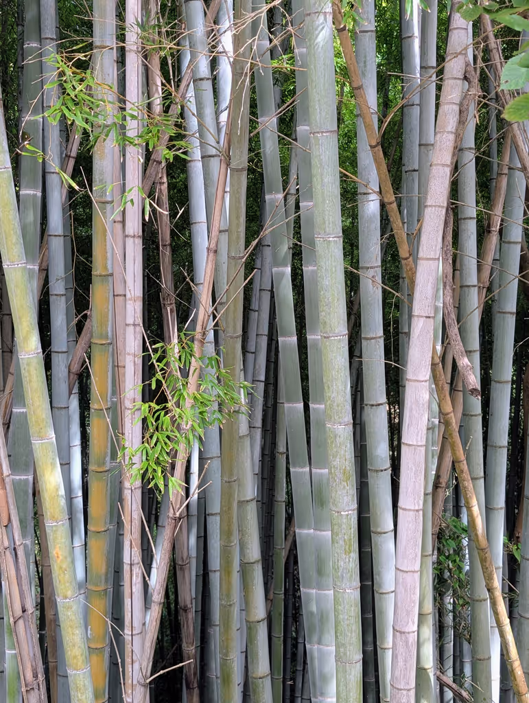 Kamakura Private Tour - Bamboo grove on the hiking trail to Zeniarai shrin