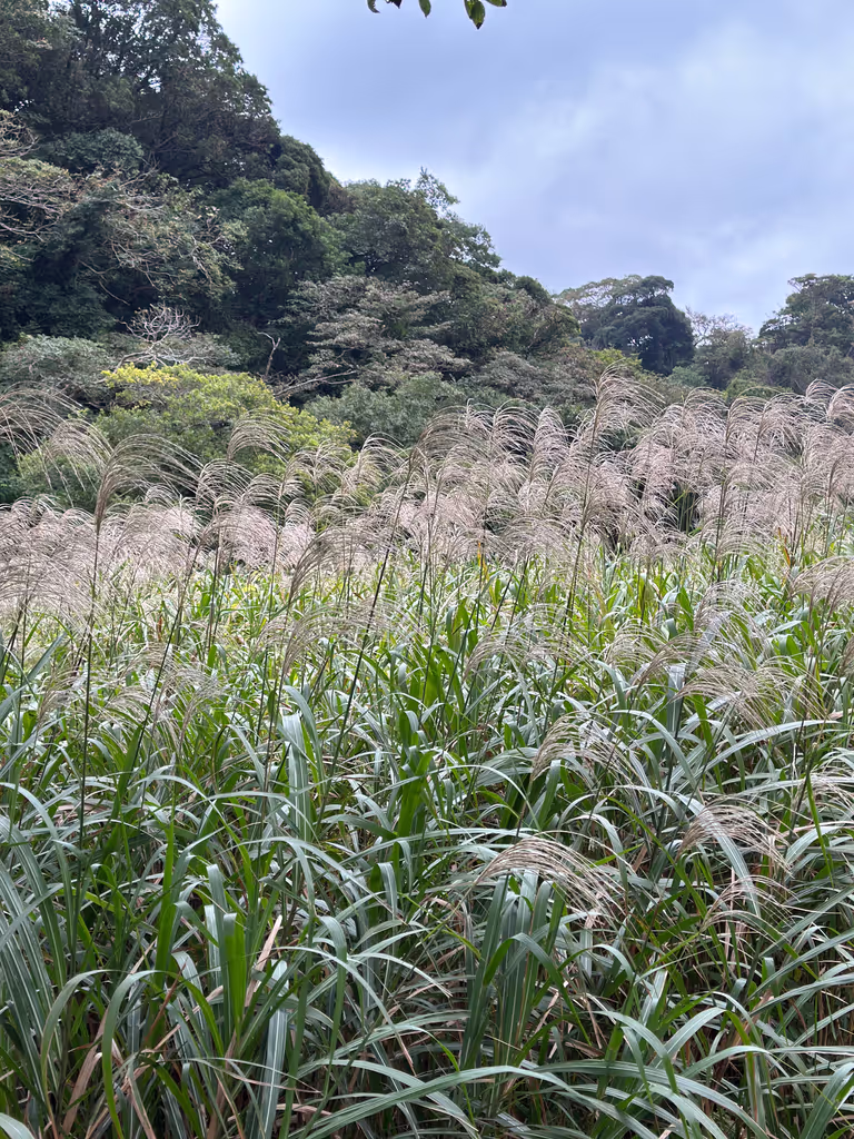 Kanagawa Private Tour - Feeling the autumn