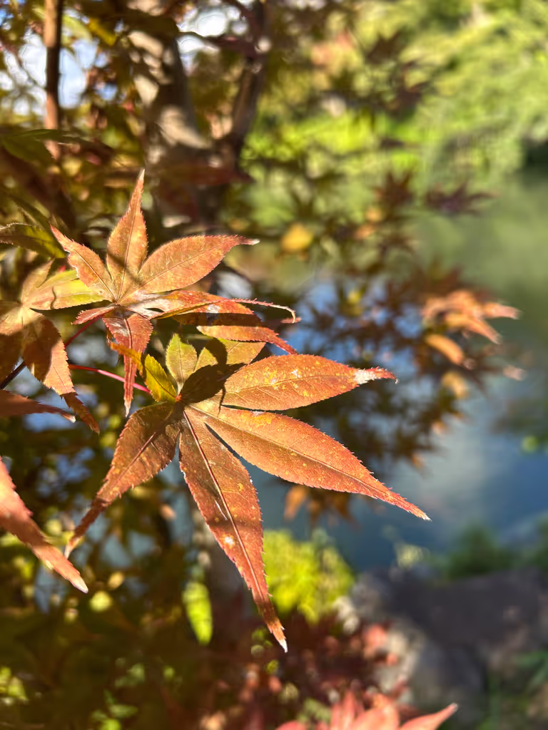 Kyoto Private Tour - Autumn Leaves