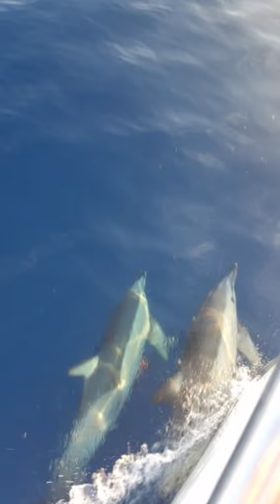 Barcelona Private Tour - dolphin watching