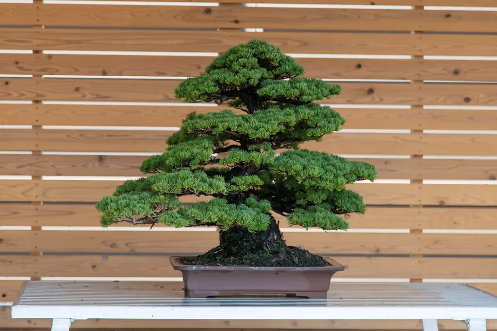 Kagawa Private Tour - Bonsai