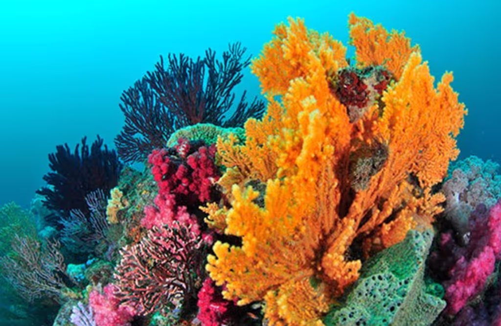 Yokohama Private Tour - Coral Paradise