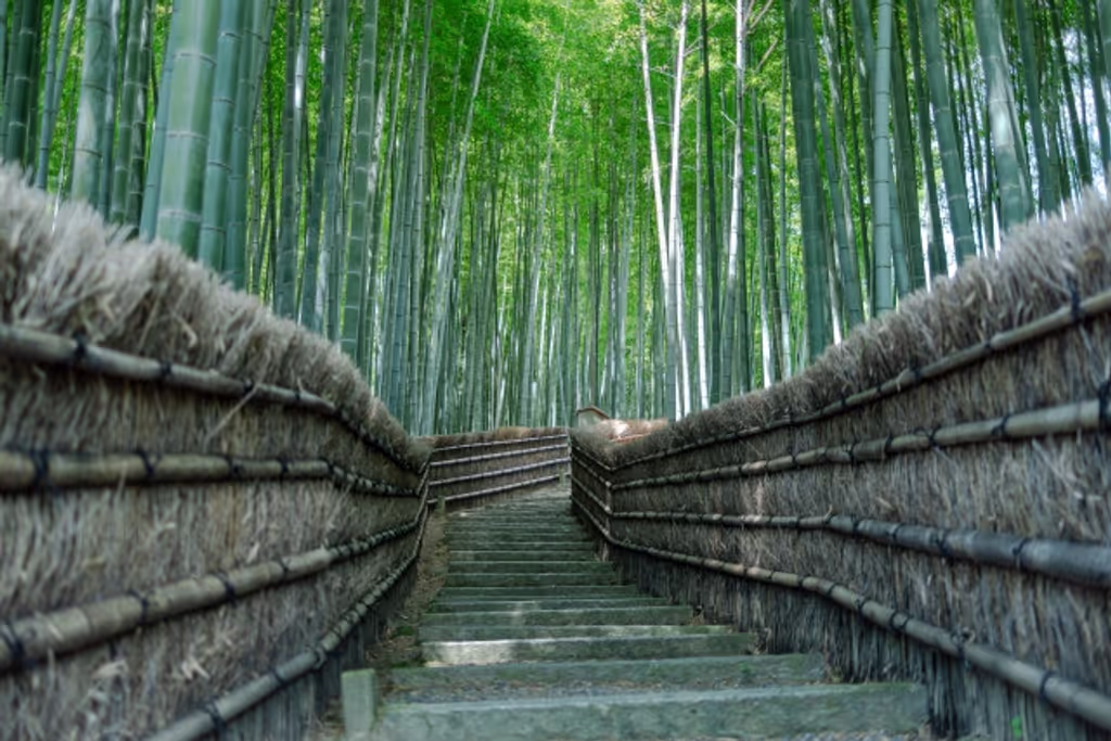 Kyoto Private Tour - Bamboo path in Adashino Nenbutsuji