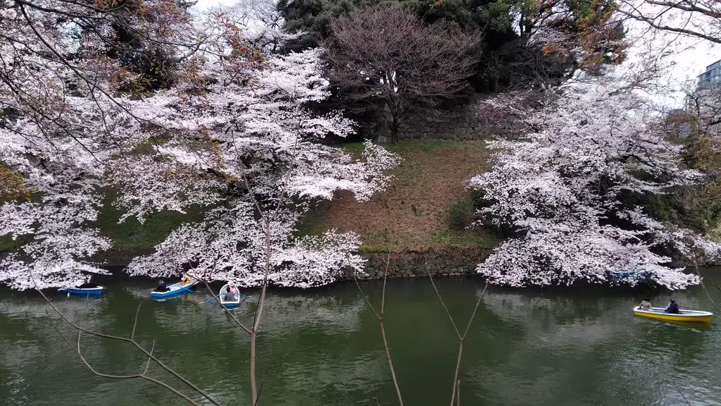 Tokyo Private Tour - Cherry Blossoms at Chidorigafuchi