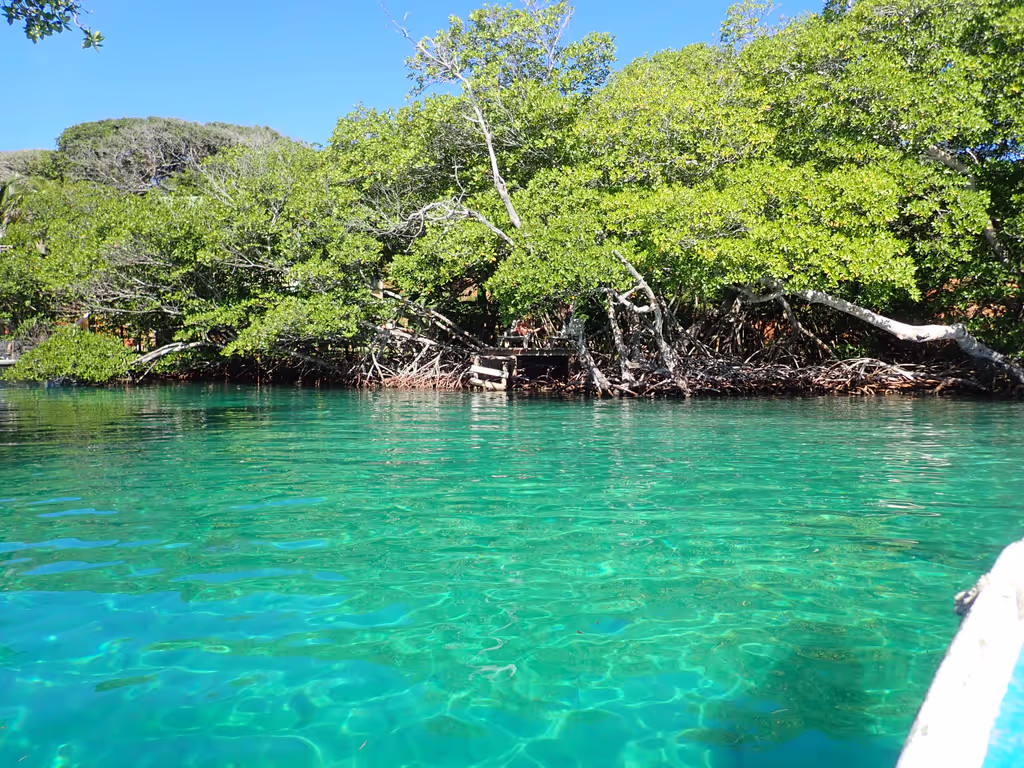 Roatan Private Tour - The crystal clear water at the Mangrove Lagoon