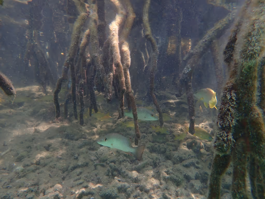 Roatan Private Tour - Juvenile snappers