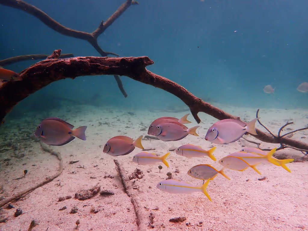 Roatan Private Tour - Juvenile fish in the mangrove roots at he lagoon