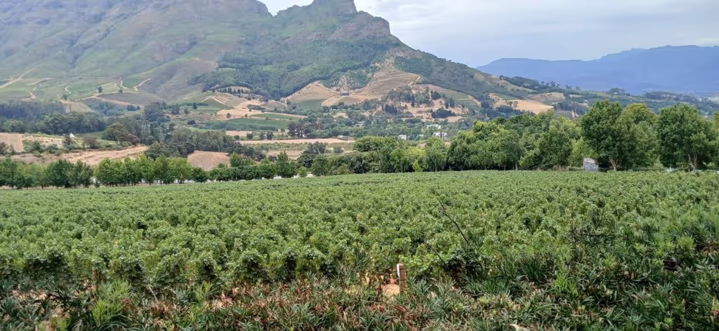 Cape Town Private Tour - Franshoek wine Valley