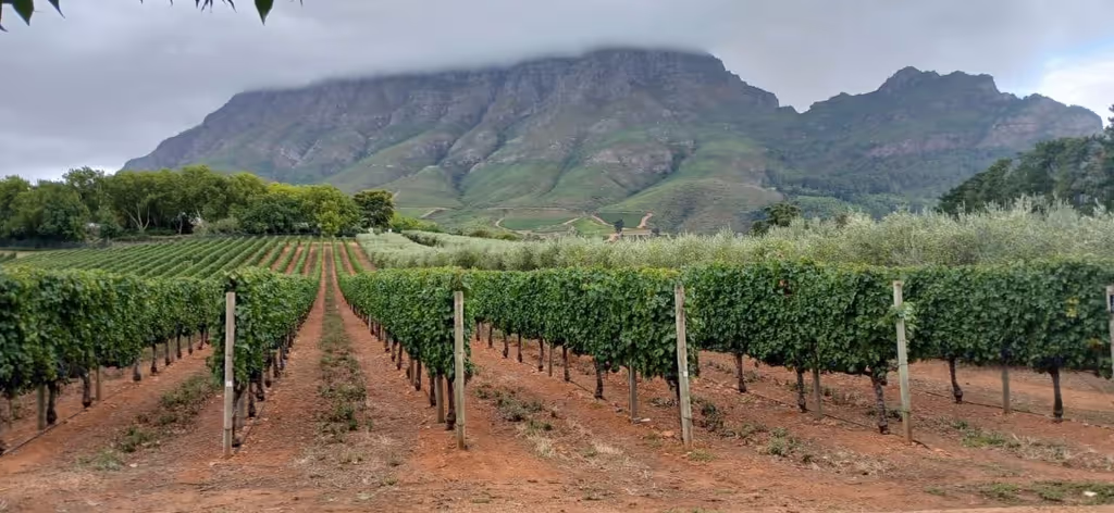 Cape Town Private Tour - Tokara Winery