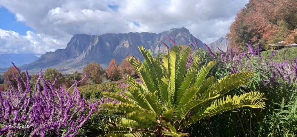 Cape Town Private Tour - Delaire Graaf winery