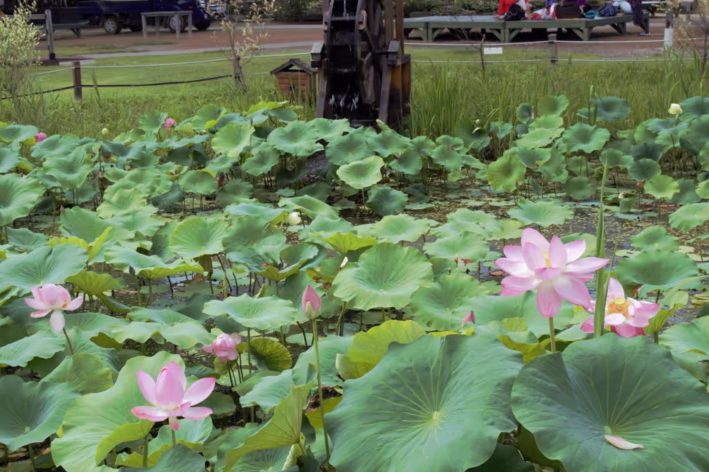 Seoul Private Tour - Lotus at Semiwon