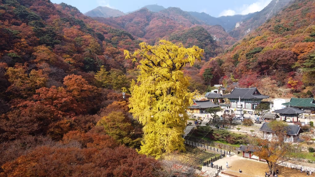 Seoul Private Tour - Yongmunsa Ginkgo tree in fall