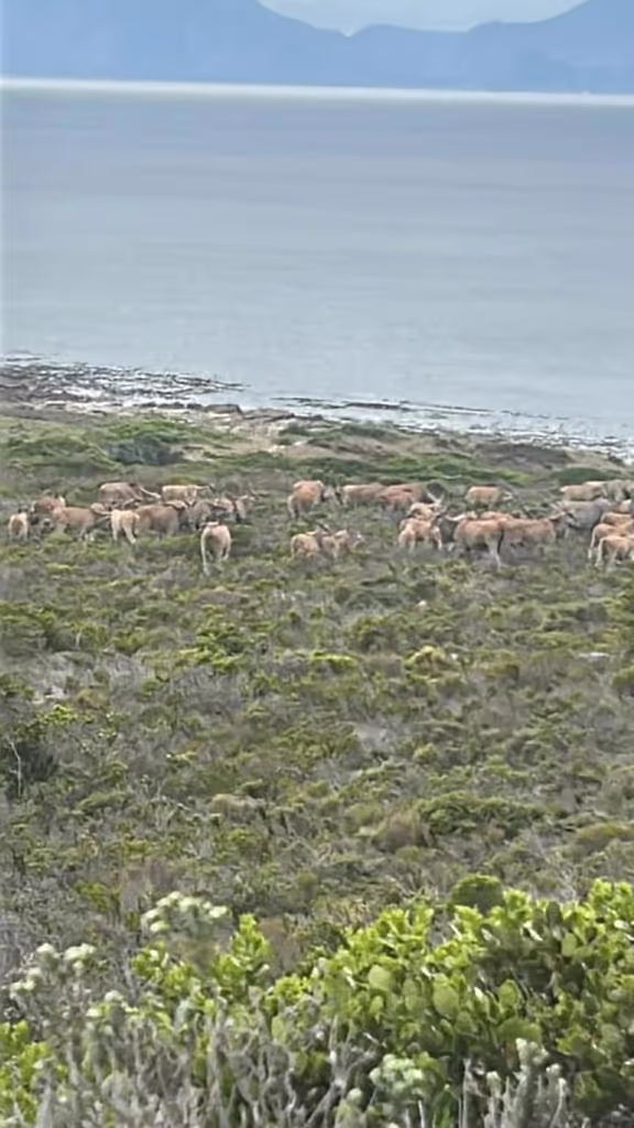 Cape Town Private Tour - 