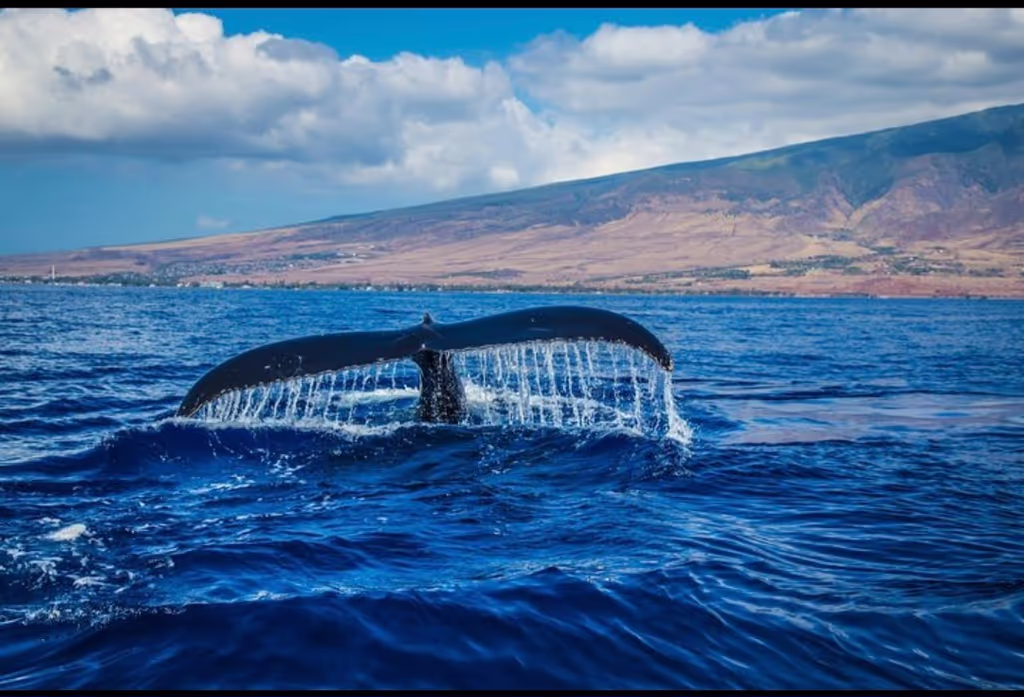 Cape Town Private Tour - 